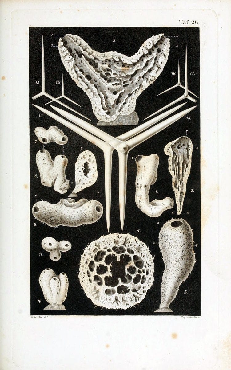 Die KalkschwÃ¤mme..Berlin,G. Reimer,1872.. |  | Vintage Print Reproduction 471663