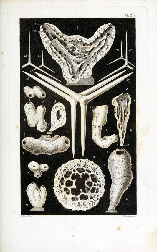 Die KalkschwÃ¤mme..Berlin,G. Reimer,1872.. |  | Vintage Print Reproduction 471663