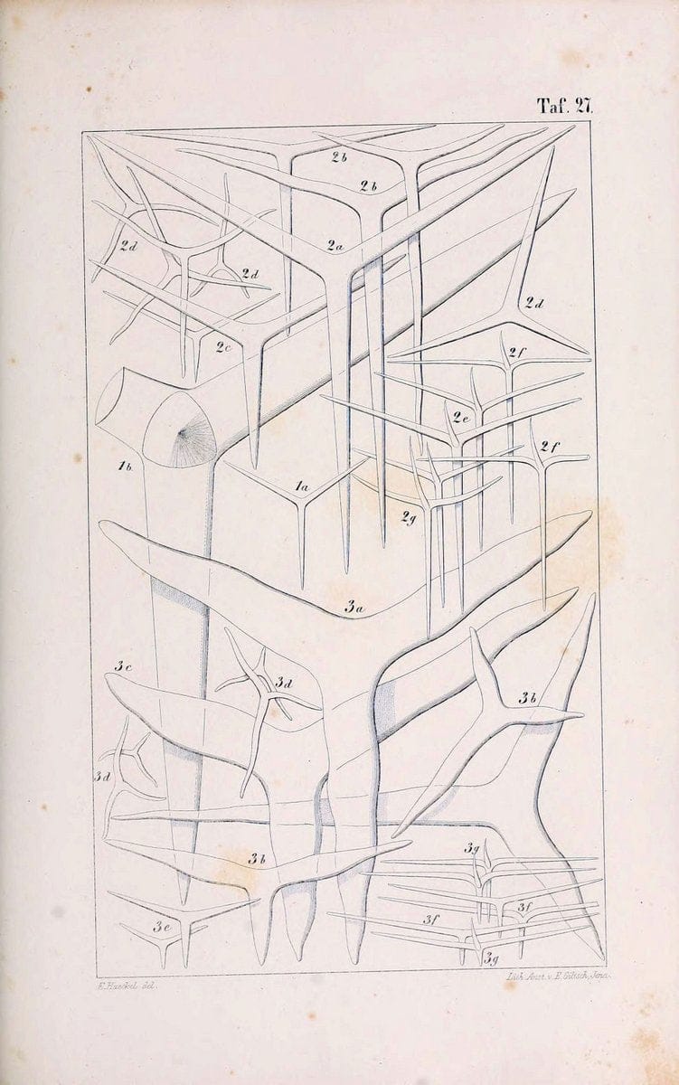 Die KalkschwÃ¤mme..Berlin,G. Reimer,1872.. |  | Vintage Print Reproduction 471664