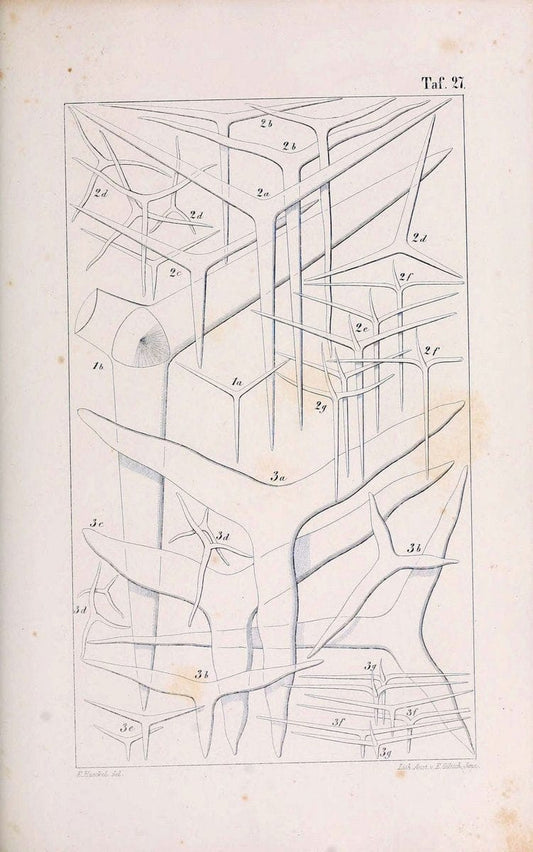 Die KalkschwÃ¤mme..Berlin,G. Reimer,1872.. |  | Vintage Print Reproduction 471664