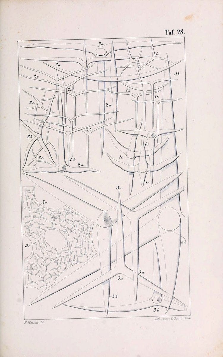 Die KalkschwÃ¤mme..Berlin,G. Reimer,1872.. |  | Vintage Print Reproduction 471665
