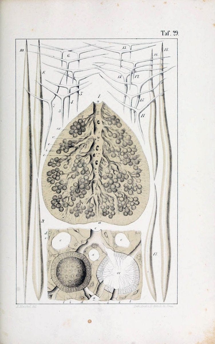 Die KalkschwÃ¤mme..Berlin,G. Reimer,1872.. |  | Vintage Print Reproduction 471666
