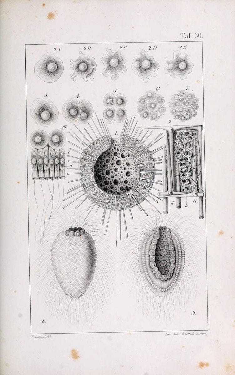 Die KalkschwÃ¤mme..Berlin,G. Reimer,1872.. |  | Vintage Print Reproduction 471667