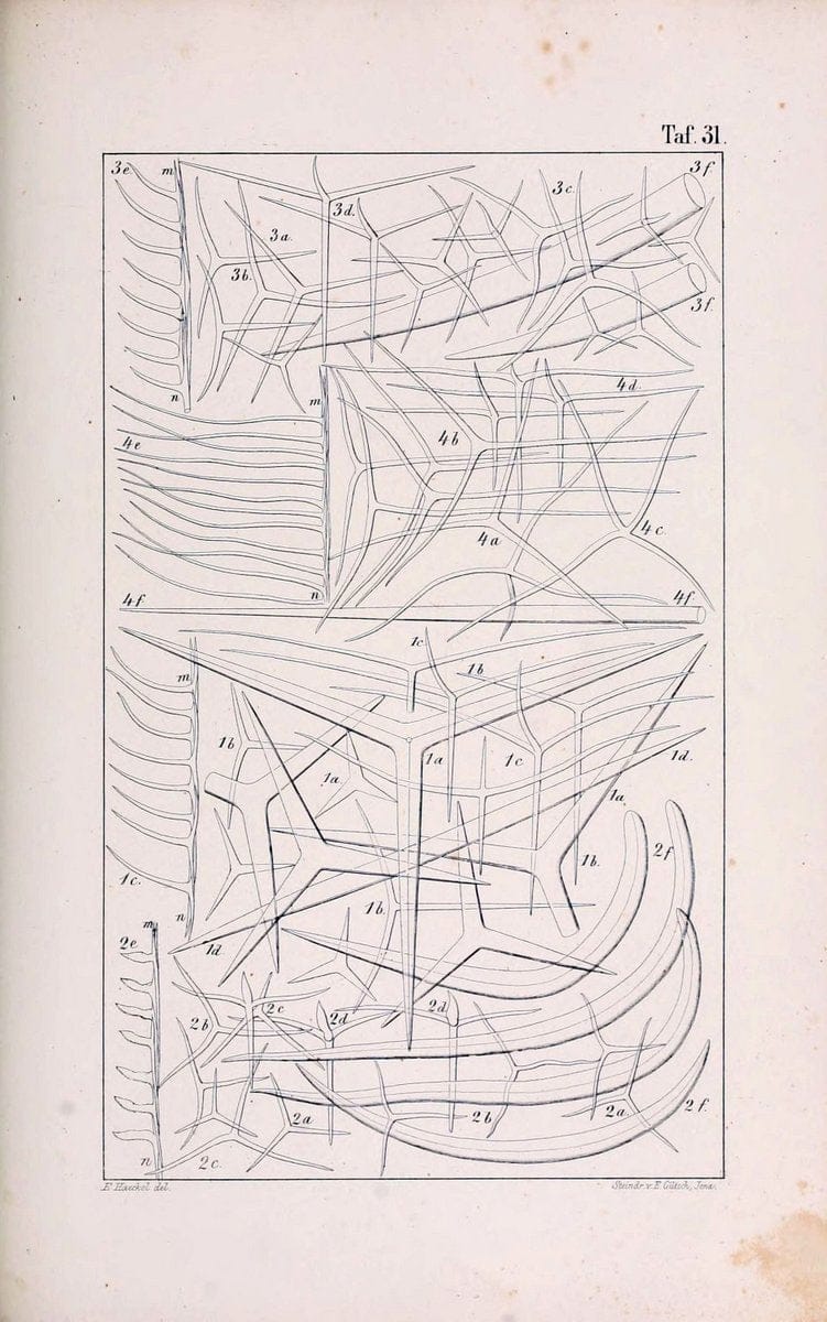 Die KalkschwÃ¤mme..Berlin,G. Reimer,1872.. |  | Vintage Print Reproduction 471668