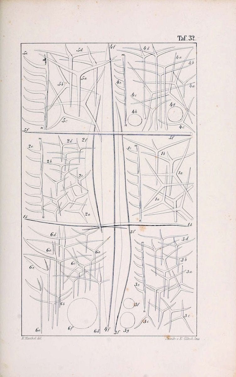 Die KalkschwÃ¤mme..Berlin,G. Reimer,1872.. |  | Vintage Print Reproduction 471669