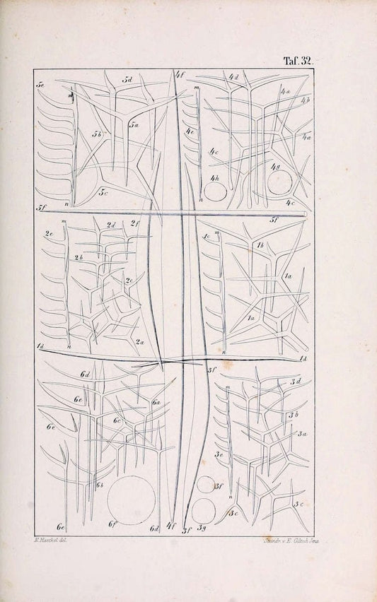 Die KalkschwÃ¤mme..Berlin,G. Reimer,1872.. |  | Vintage Print Reproduction 471669
