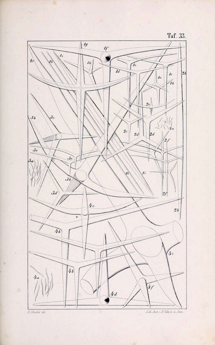 Die KalkschwÃ¤mme..Berlin,G. Reimer,1872.. |  | Vintage Print Reproduction 471670