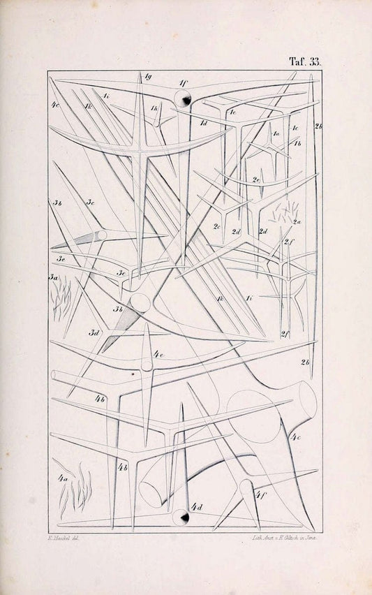 Die KalkschwÃ¤mme..Berlin,G. Reimer,1872.. |  | Vintage Print Reproduction 471670