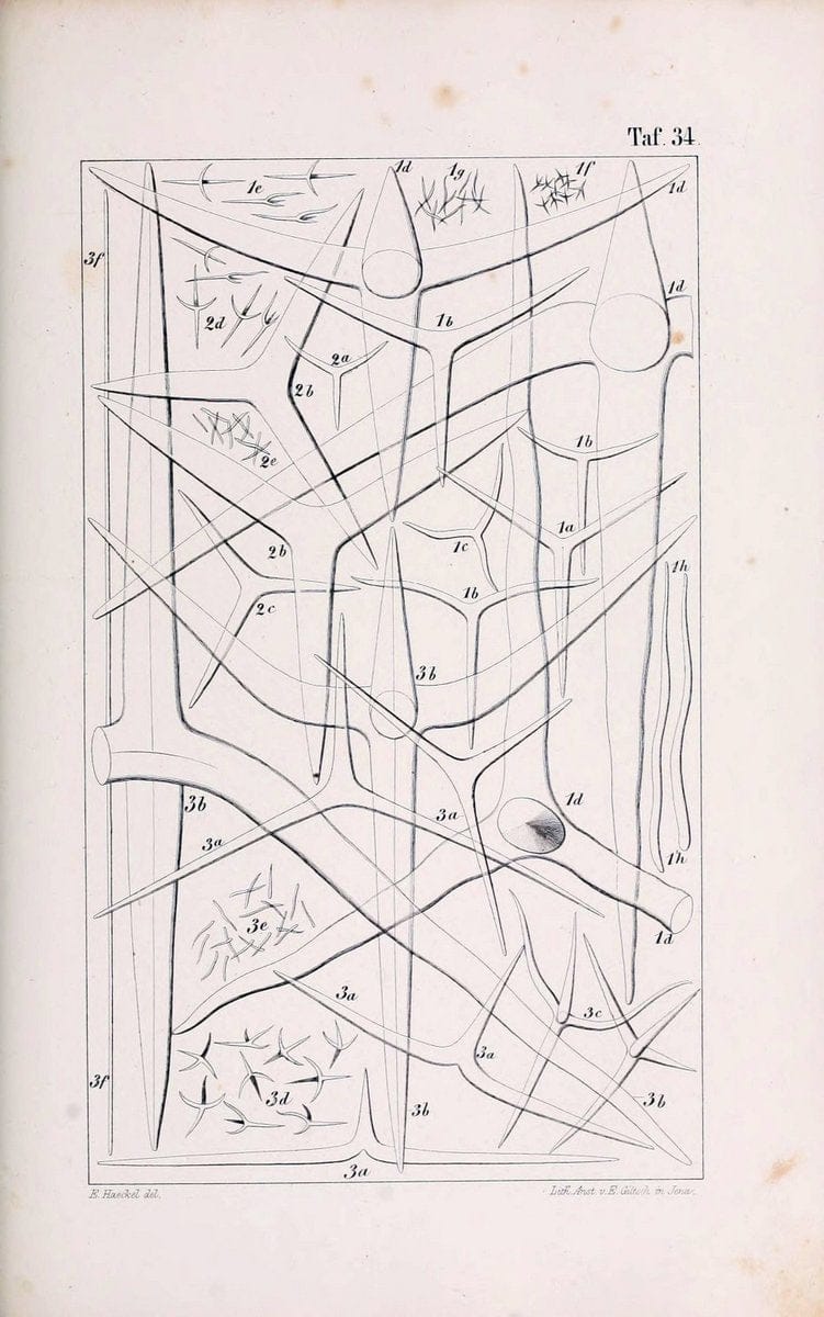 Die KalkschwÃ¤mme..Berlin,G. Reimer,1872.. |  | Vintage Print Reproduction 471671
