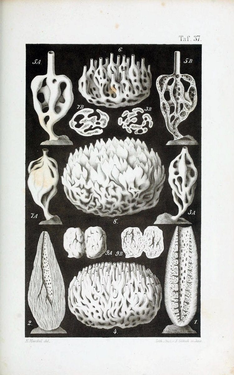 Die KalkschwÃ¤mme..Berlin,G. Reimer,1872.. |  | Vintage Print Reproduction 471674