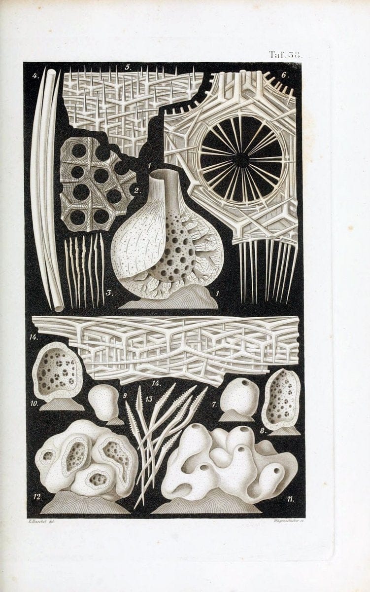 Die KalkschwÃ¤mme..Berlin,G. Reimer,1872.. |  | Vintage Print Reproduction 471675