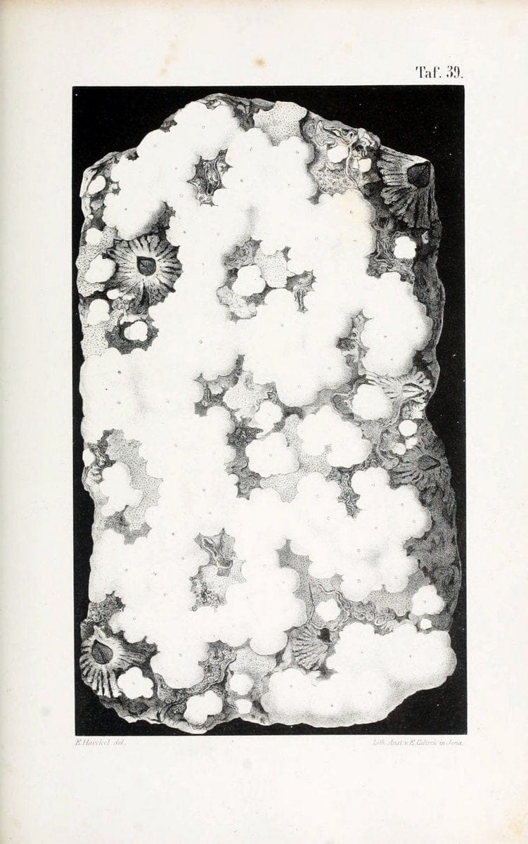 Die KalkschwÃ¤mme..Berlin,G. Reimer,1872.. |  | Vintage Print Reproduction 471676