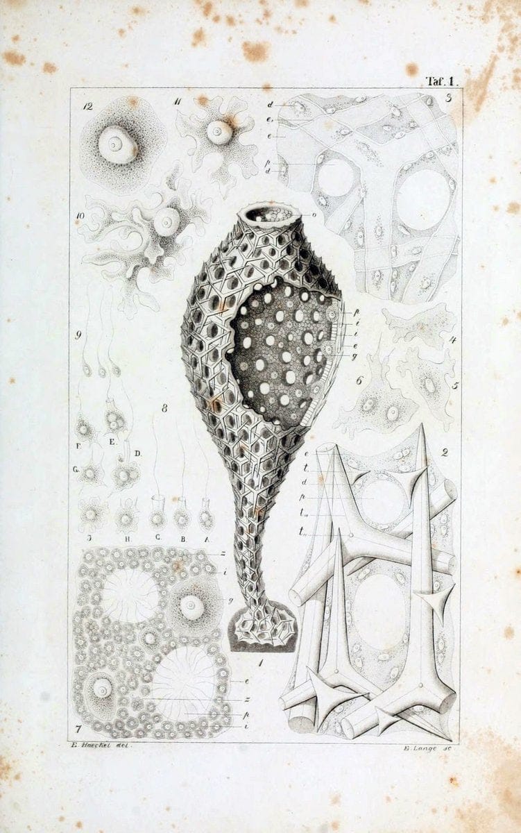 Die KalkschwÃ¤mme..Berlin,G. Reimer,1872.. |  | Vintage Print Reproduction 471677