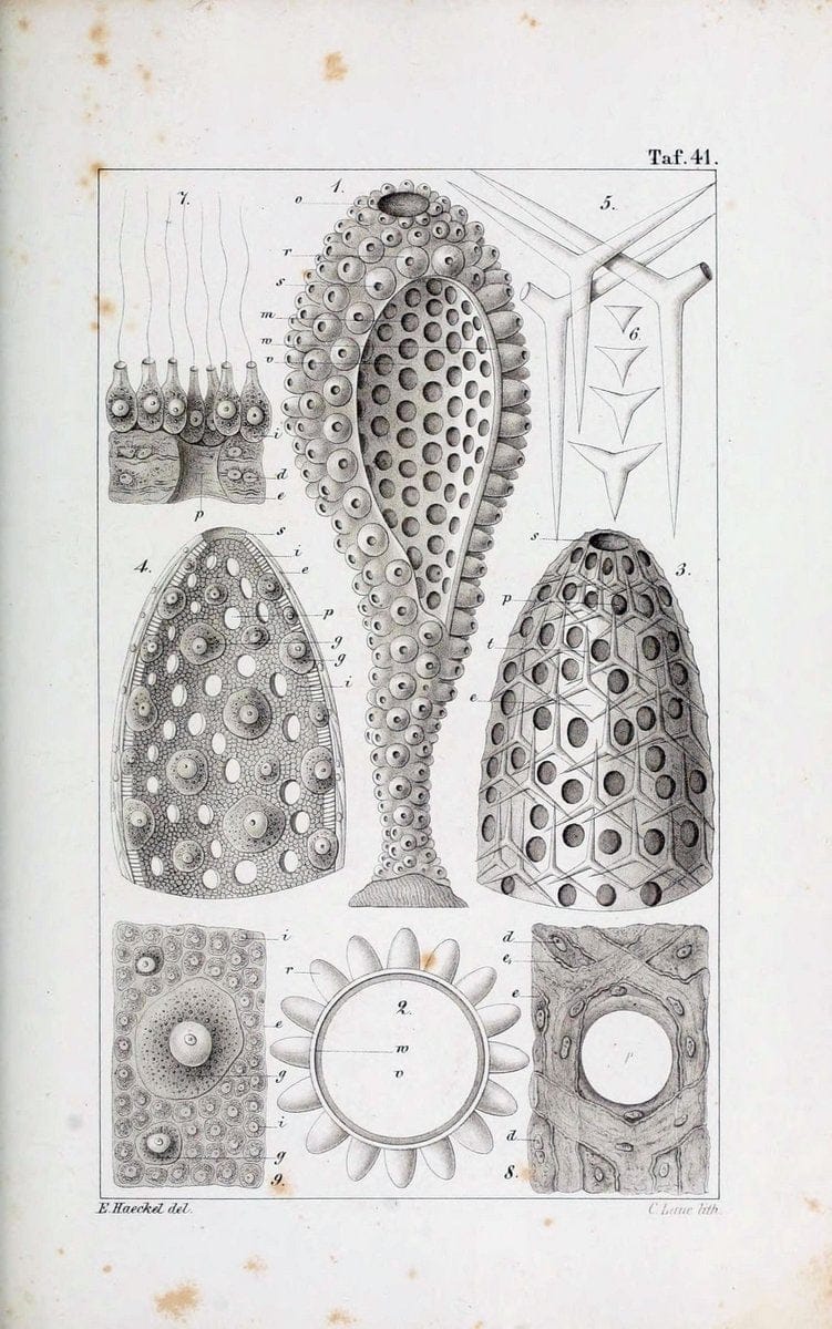 Die KalkschwÃ¤mme..Berlin,G. Reimer,1872.. |  | Vintage Print Reproduction 471679