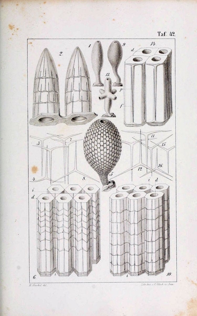 Die KalkschwÃ¤mme..Berlin,G. Reimer,1872.. |  | Vintage Print Reproduction 471680
