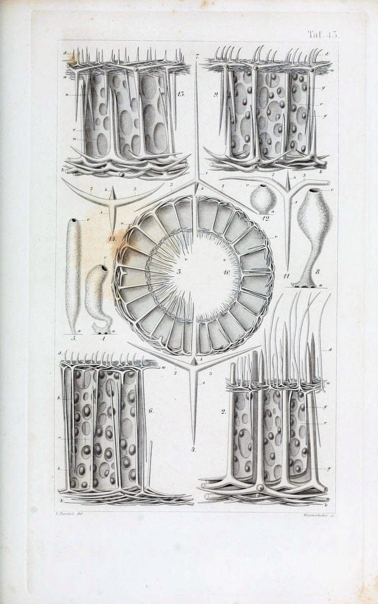 Die KalkschwÃ¤mme..Berlin,G. Reimer,1872.. |  | Vintage Print Reproduction 471681