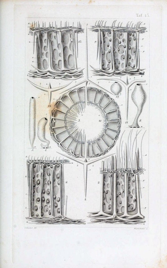 Die KalkschwÃ¤mme..Berlin,G. Reimer,1872.. |  | Vintage Print Reproduction 471681