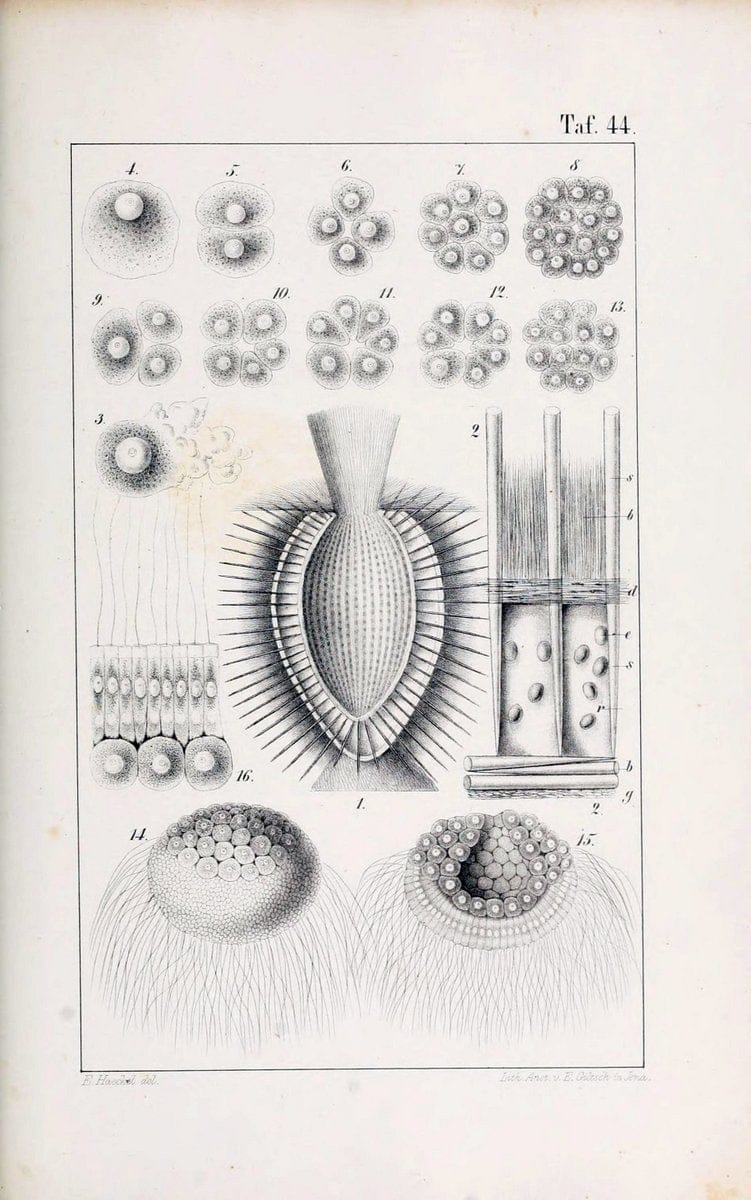 Die KalkschwÃ¤mme..Berlin,G. Reimer,1872.. |  | Vintage Print Reproduction 471682