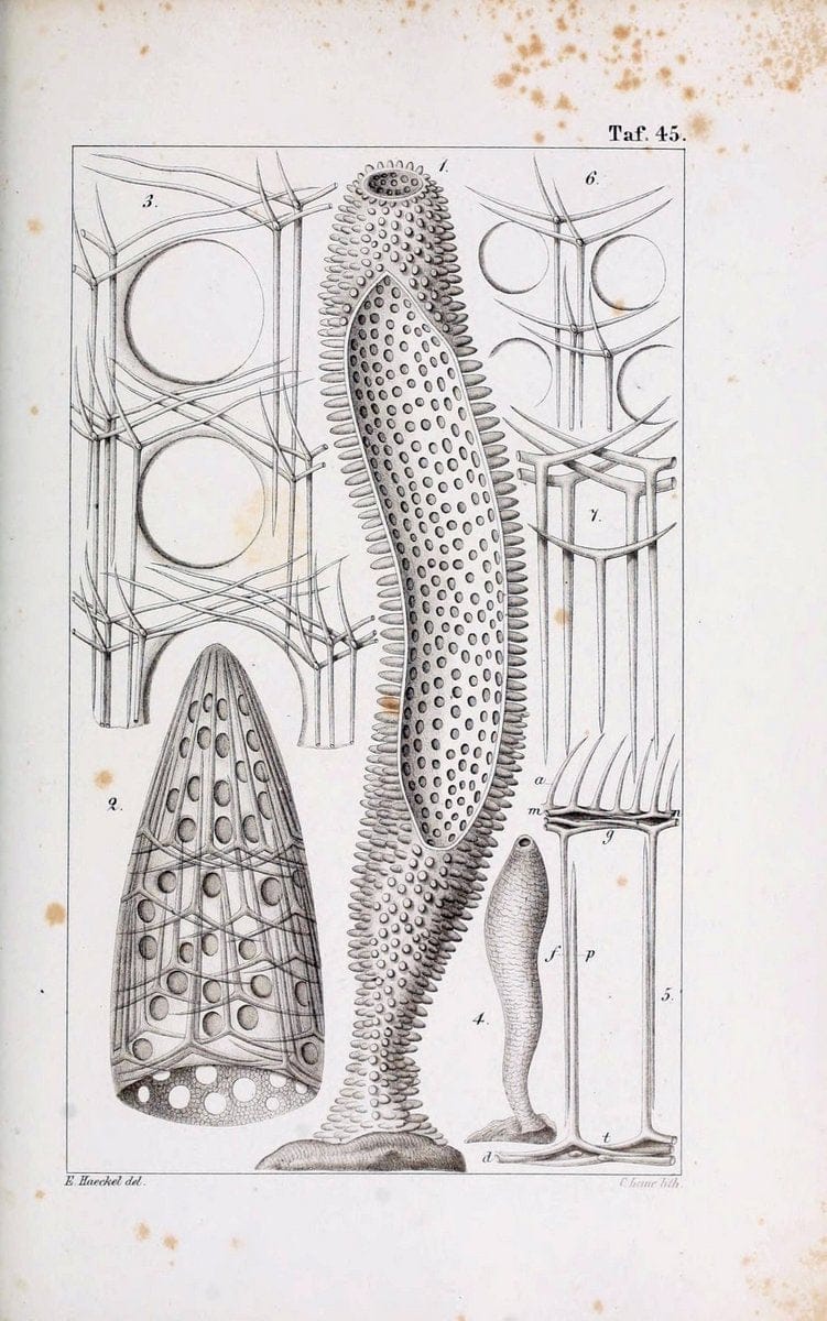 Die KalkschwÃ¤mme..Berlin,G. Reimer,1872.. |  | Vintage Print Reproduction 471683