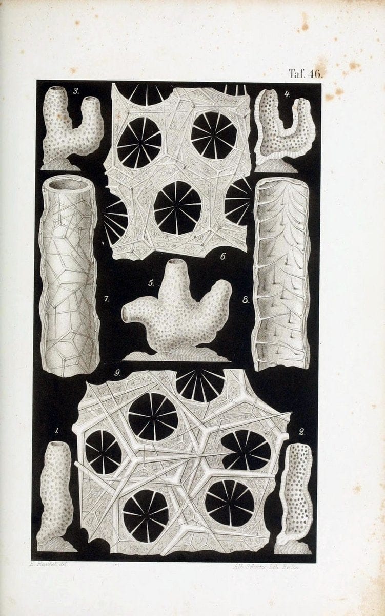 Die KalkschwÃ¤mme..Berlin,G. Reimer,1872.. |  | Vintage Print Reproduction 471684