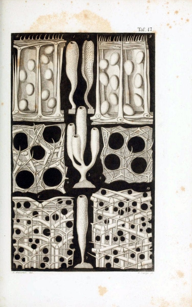 Die KalkschwÃ¤mme..Berlin,G. Reimer,1872.. |  | Vintage Print Reproduction 471685