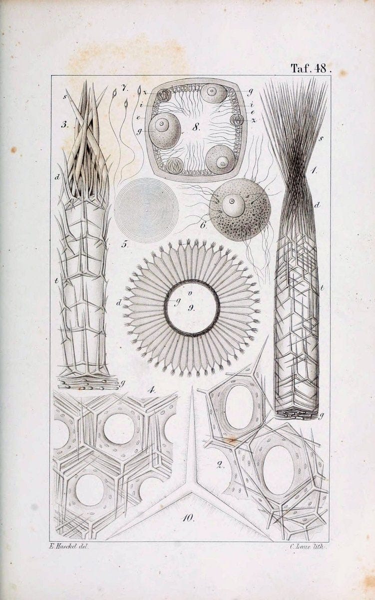 Die KalkschwÃ¤mme..Berlin,G. Reimer,1872.. |  | Vintage Print Reproduction 471686