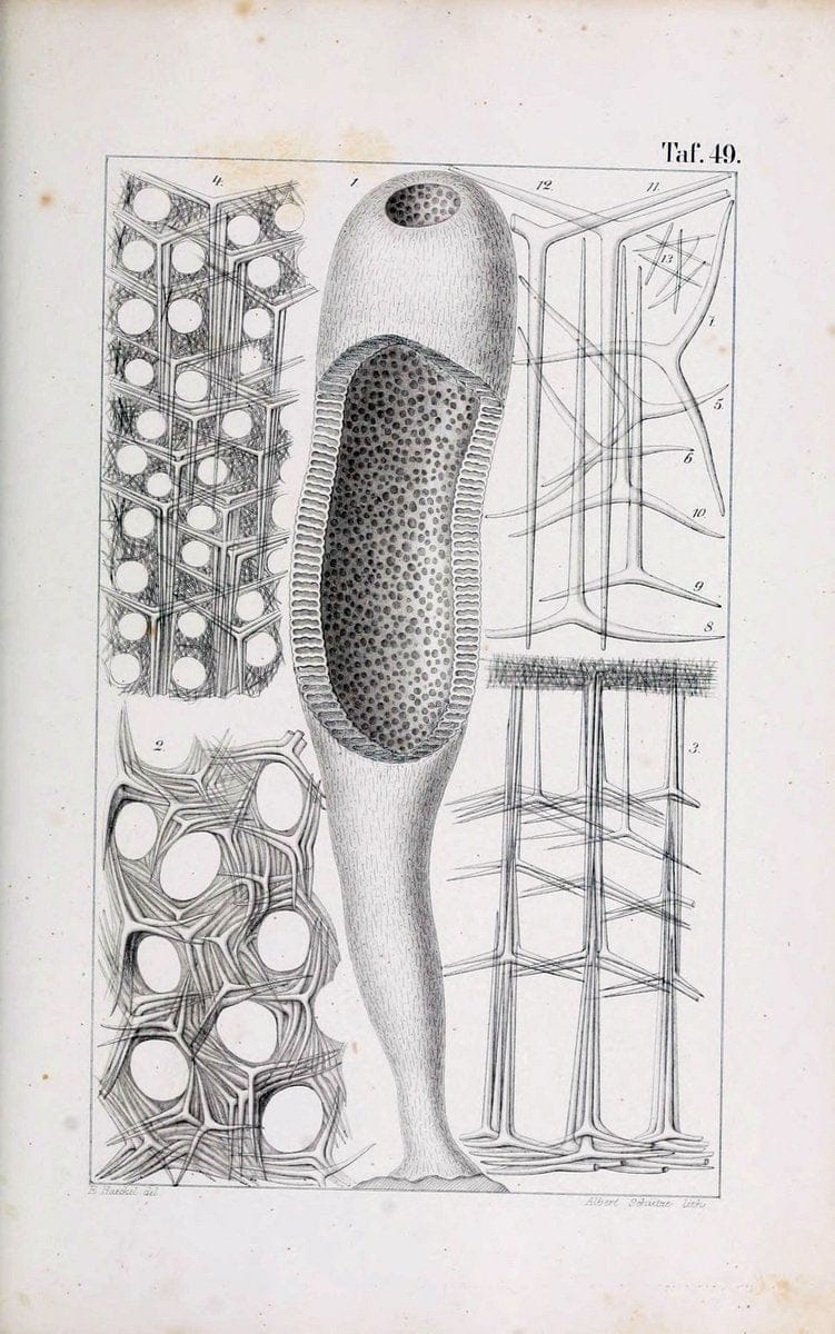 Die KalkschwÃ¤mme..Berlin,G. Reimer,1872.. |  | Vintage Print Reproduction 471687