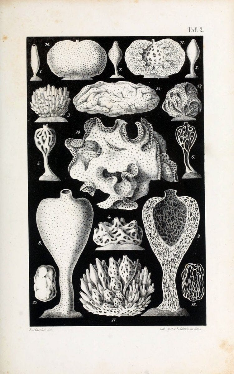 Die KalkschwÃ¤mme..Berlin,G. Reimer,1872.. |  | Vintage Print Reproduction 471688