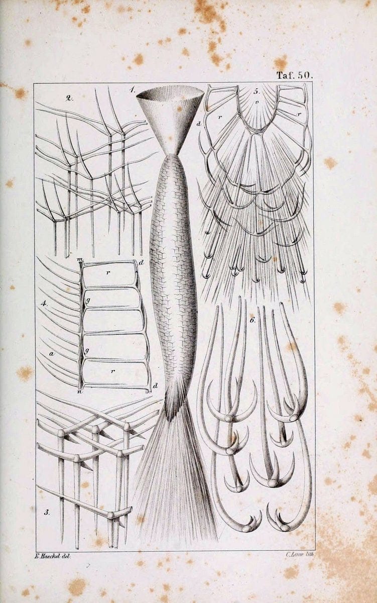 Die KalkschwÃ¤mme..Berlin,G. Reimer,1872.. |  | Vintage Print Reproduction 471689