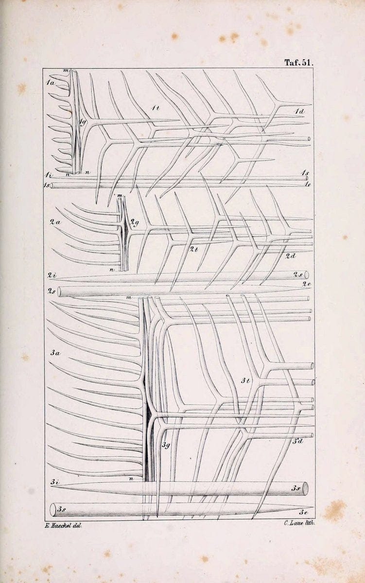 Die KalkschwÃ¤mme..Berlin,G. Reimer,1872.. |  | Vintage Print Reproduction 471690