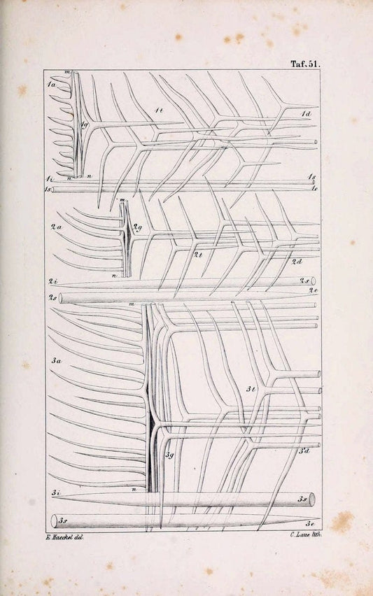 Die KalkschwÃ¤mme..Berlin,G. Reimer,1872.. |  | Vintage Print Reproduction 471690