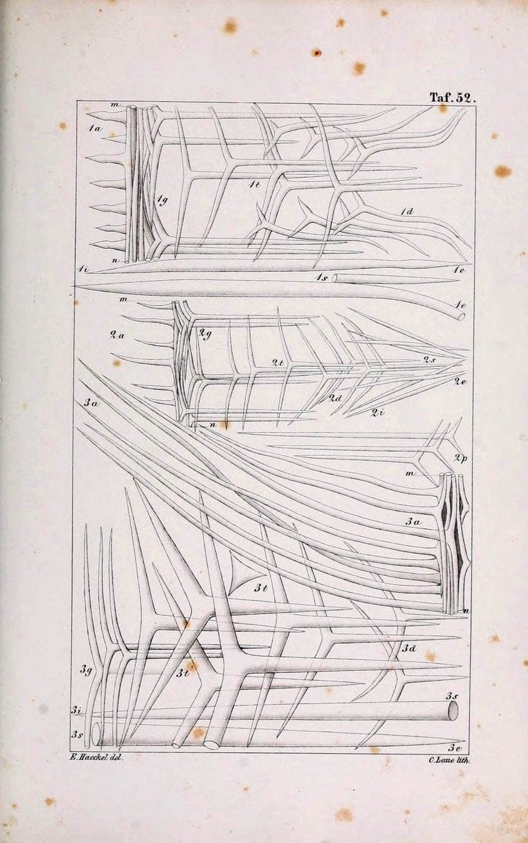 Die KalkschwÃ¤mme..Berlin,G. Reimer,1872.. |  | Vintage Print Reproduction 471691
