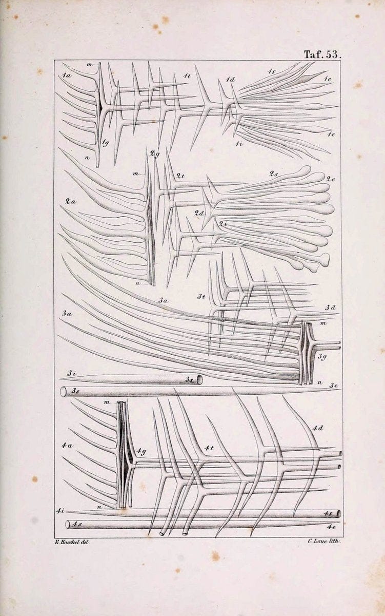 Die KalkschwÃ¤mme..Berlin,G. Reimer,1872.. |  | Vintage Print Reproduction 471692