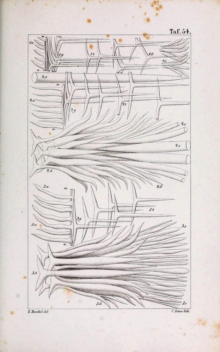 Die KalkschwÃ¤mme..Berlin,G. Reimer,1872.. |  | Vintage Print Reproduction 471693