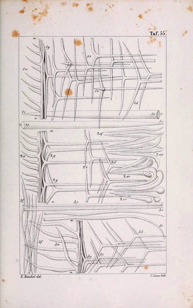 Die KalkschwÃ¤mme..Berlin,G. Reimer,1872.. |  | Vintage Print Reproduction 471694