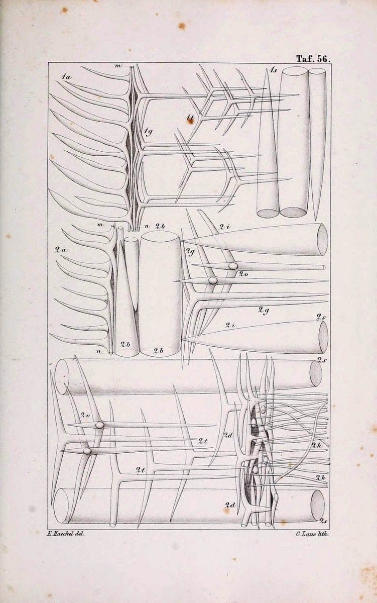 Die KalkschwÃ¤mme..Berlin,G. Reimer,1872.. |  | Vintage Print Reproduction 471695