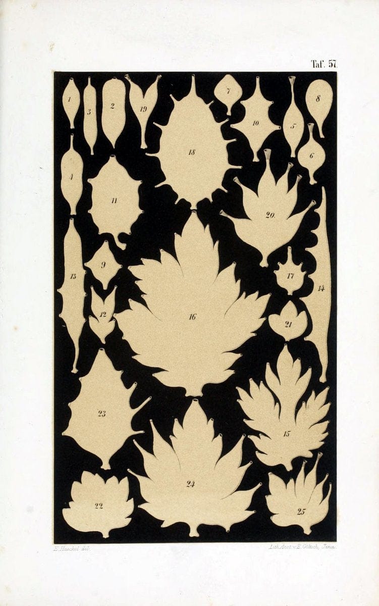 Die KalkschwÃ¤mme..Berlin,G. Reimer,1872.. |  | Vintage Print Reproduction 471696