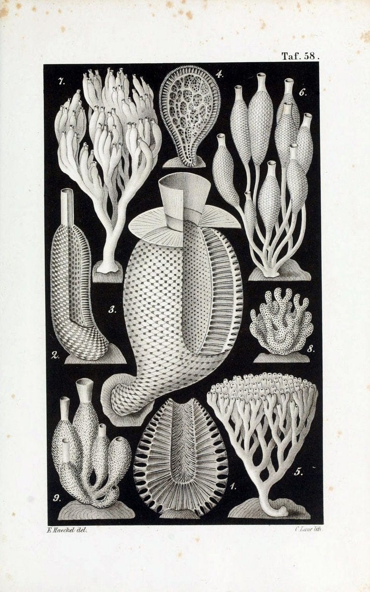 Die KalkschwÃ¤mme..Berlin,G. Reimer,1872.. |  | Vintage Print Reproduction 471697