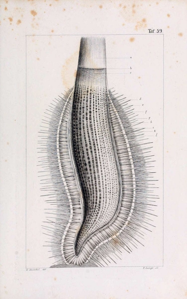 Die KalkschwÃ¤mme..Berlin,G. Reimer,1872.. |  | Vintage Print Reproduction 471698