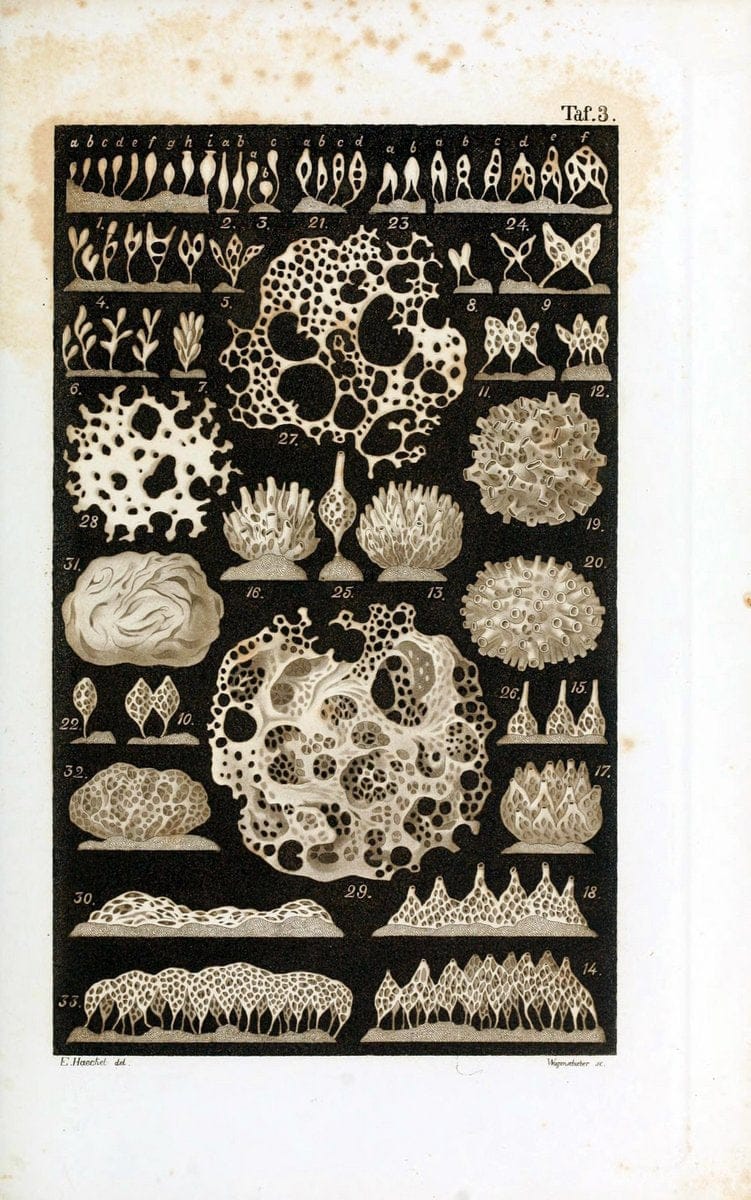 Die KalkschwÃ¤mme..Berlin,G. Reimer,1872.. |  | Vintage Print Reproduction 471699