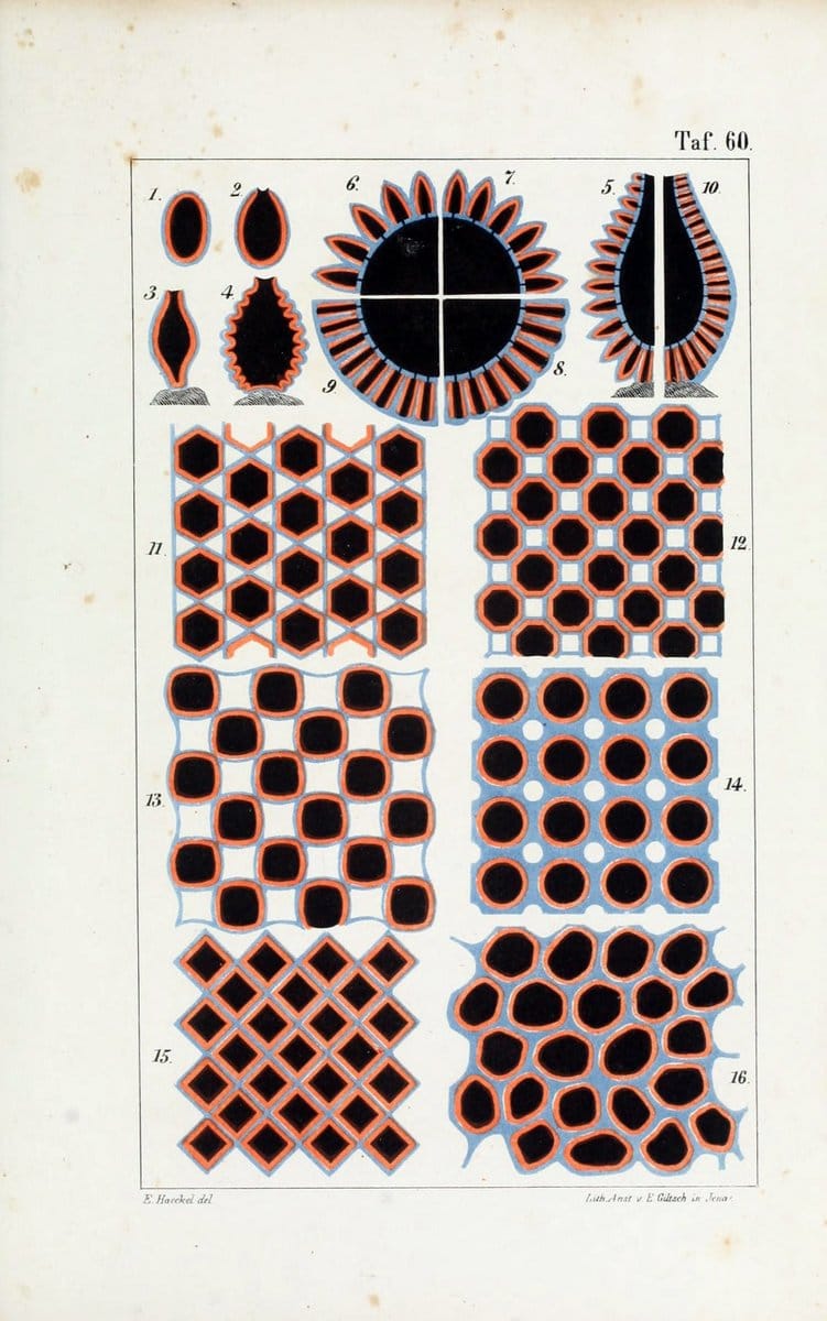Die KalkschwÃ¤mme..Berlin,G. Reimer,1872.. |  | Vintage Print Reproduction 471700