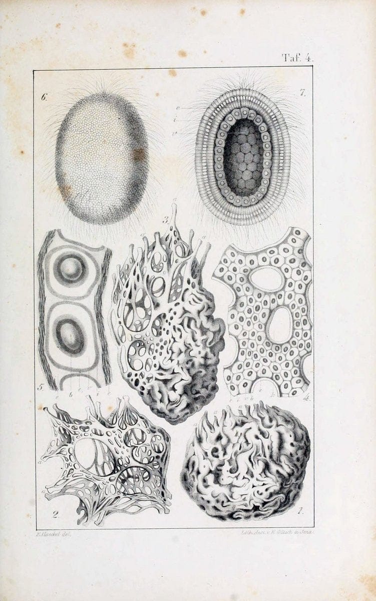 Die KalkschwÃ¤mme..Berlin,G. Reimer,1872.. |  | Vintage Print Reproduction 471701