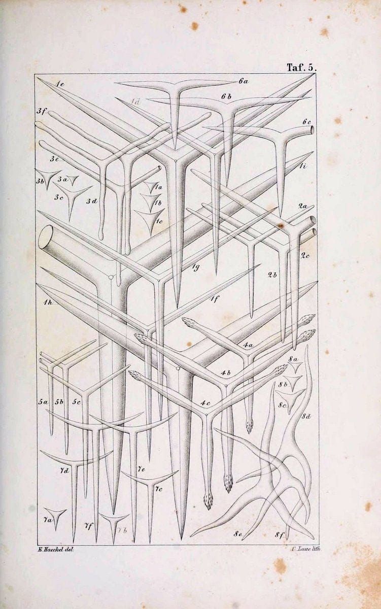 Die KalkschwÃ¤mme..Berlin,G. Reimer,1872.. |  | Vintage Print Reproduction 471702
