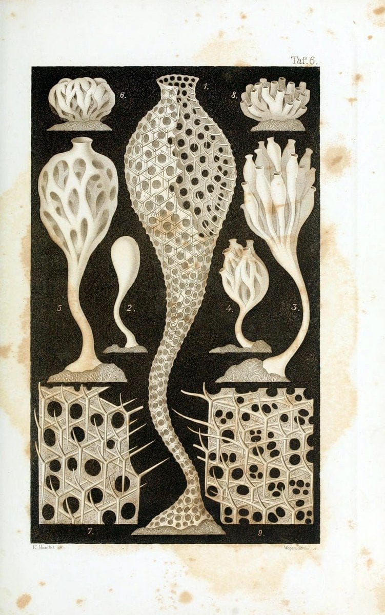 Die KalkschwÃ¤mme..Berlin,G. Reimer,1872.. |  | Vintage Print Reproduction 471703