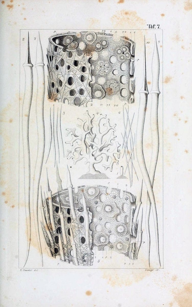Die KalkschwÃ¤mme..Berlin,G. Reimer,1872.. |  | Vintage Print Reproduction 471704