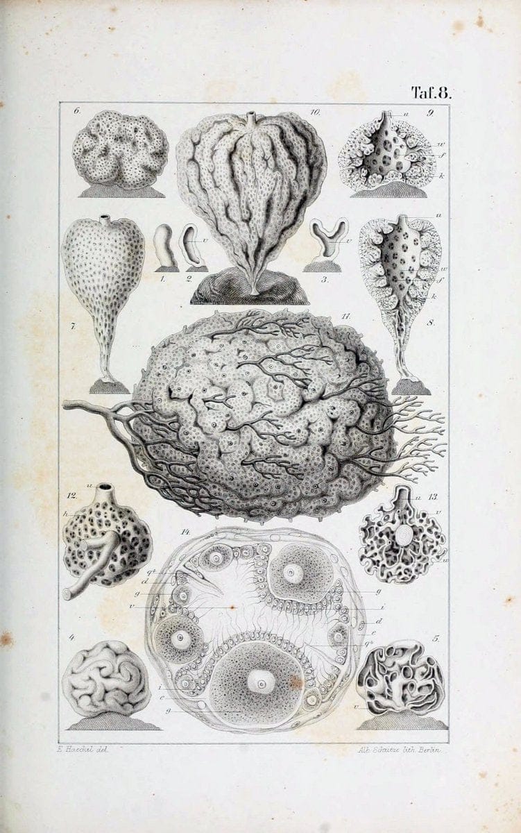 Die KalkschwÃ¤mme..Berlin,G. Reimer,1872.. |  | Vintage Print Reproduction 471705