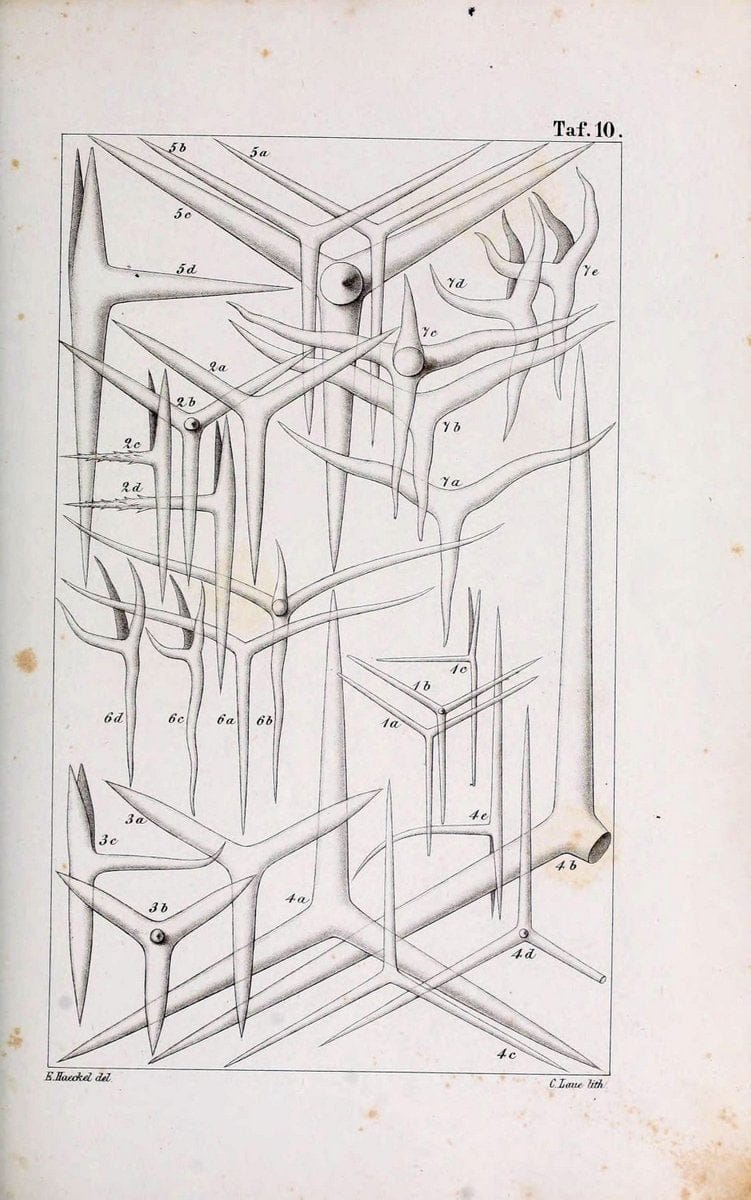 Die KalkschwÃ¤mme..Berlin,G. Reimer,1872.. |  | Vintage Print Reproduction 471707