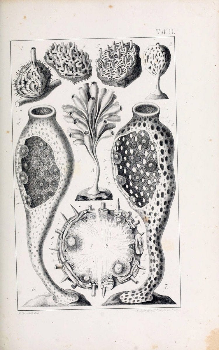Die KalkschwÃ¤mme..Berlin,G. Reimer,1872.. |  | Vintage Print Reproduction 471708