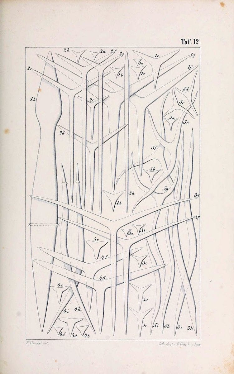Die KalkschwÃ¤mme..Berlin,G. Reimer,1872.. |  | Vintage Print Reproduction 471709