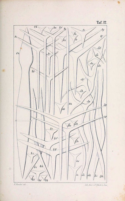 Die KalkschwÃ¤mme..Berlin,G. Reimer,1872.. |  | Vintage Print Reproduction 471709